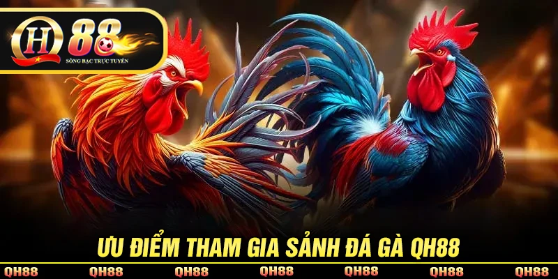 Những ưu điểm nổi bật của sảnh chơi đá gà QH88